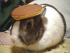 Bunny and pancake