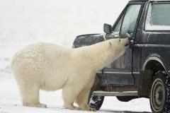 polarbear_suv_1207.jpg