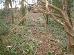 rocky climb through the woods