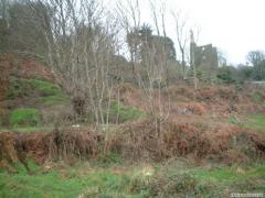 banks, below the woods, in my parent's fields