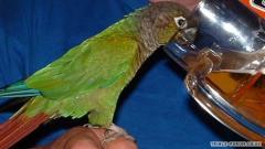 My parot having a beer!