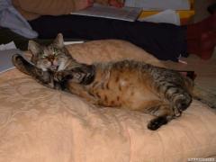 fat cat.JPG