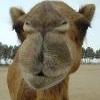 Grammar Camel